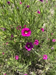 Calibrachoa linoides