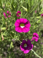 Calibrachoa linoides