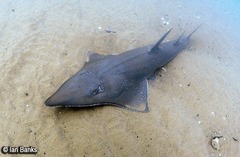 Rhynchobatus australiae