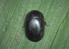 Dactylosternum abdominale