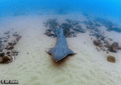 Rhynchobatus australiae