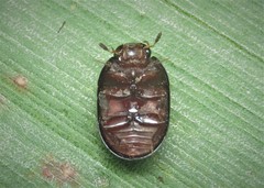 Dactylosternum abdominale