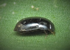 Dactylosternum abdominale