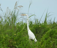 Ardea alba
