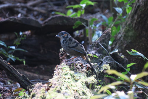 Chestnut-eared Laughingthrush (Ianthocincla konkakinhensis), photo 8
