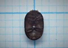 Dactylosternum abdominale