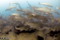 Argyrosomus japonicus