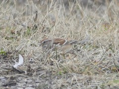 Spizelloides arborea