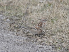 Spizelloides arborea