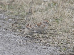 Spizelloides arborea