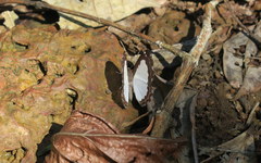 Stiboges elodinia