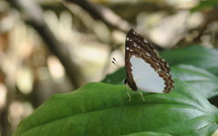 Stiboges elodinia