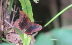 Taxila dora