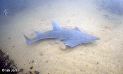 Rhynchobatus australiae