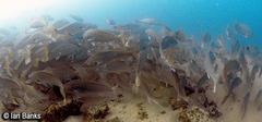 Argyrosomus japonicus