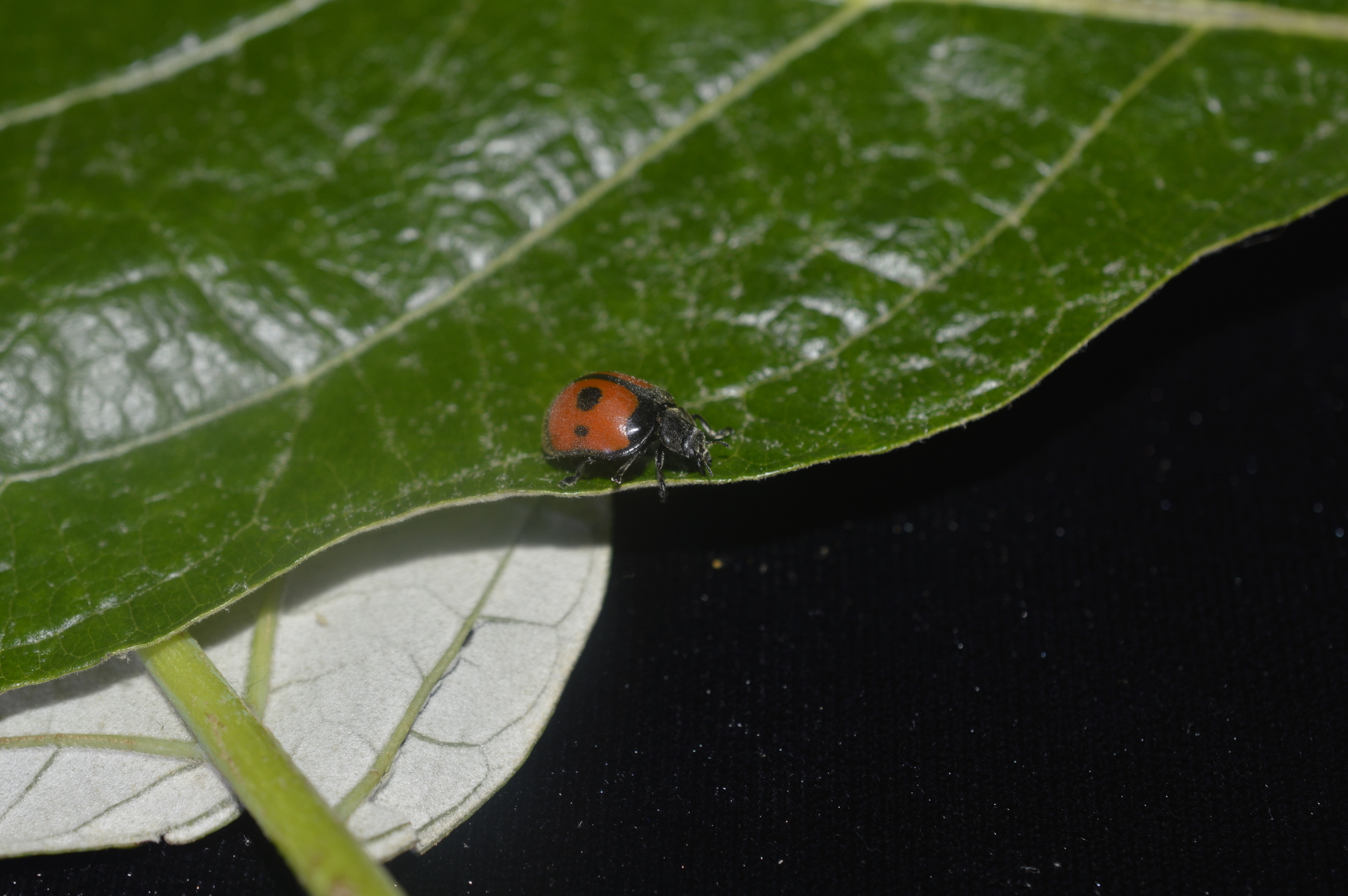 Coccinellinae image