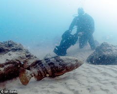 Epinephelus coioides