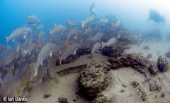 Argyrosomus japonicus