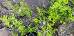 Asparagus ramosissimus