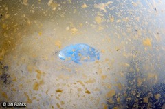 Choerodon schoenleinii