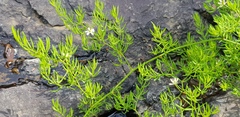Asparagus ramosissimus