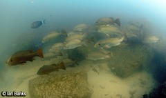 Lutjanus argentimaculatus