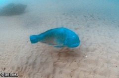 Choerodon schoenleinii