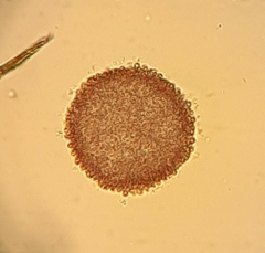 Lamprocystis