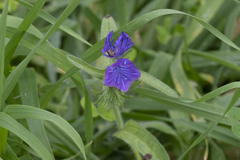 Echium plantagineum