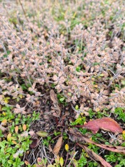 Thymus subarcticus
