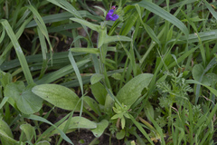 Echium plantagineum