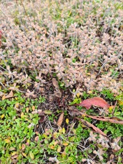 Thymus subarcticus
