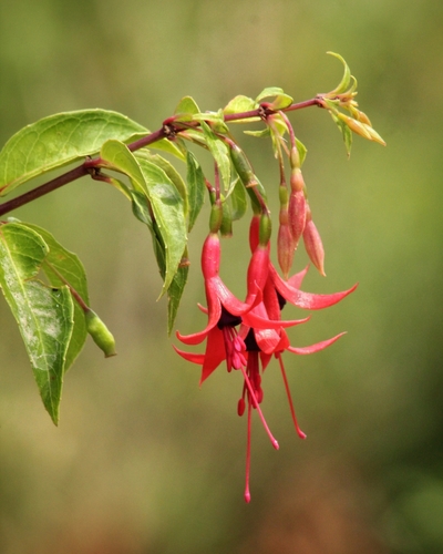 Fuchsia regia