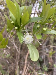 Campomanesia aurea