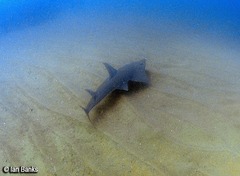 Rhynchobatus australiae