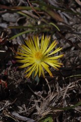 Bergeranthus multiceps