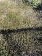 Juncus roemerianus