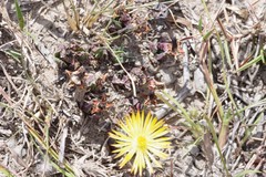 Bergeranthus multiceps