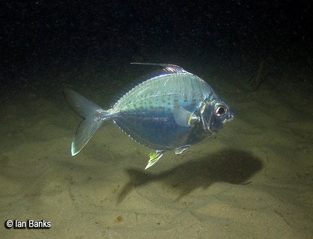 Threadfin Ponyfish from Gold Coast Seaway QLD Australia on January 31, 2017 by Ian Banks. Oinly