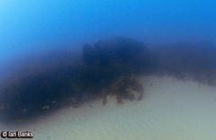 Epinephelus lanceolatus