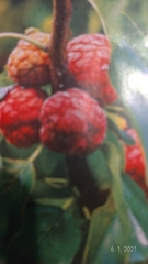 Maclura tricuspidata