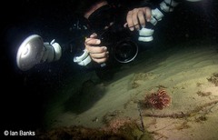 Dendrochirus brachypterus