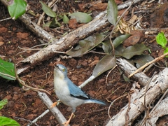 Nemosia pileata