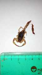 Tityus carrilloi