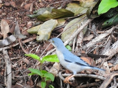Nemosia pileata
