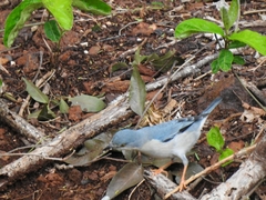 Nemosia pileata