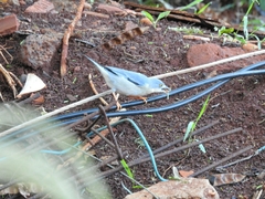 Nemosia pileata