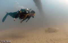 Epinephelus lanceolatus