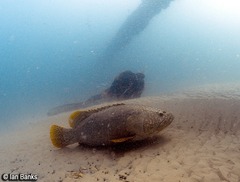Epinephelus lanceolatus