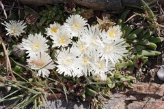 Corpuscularia